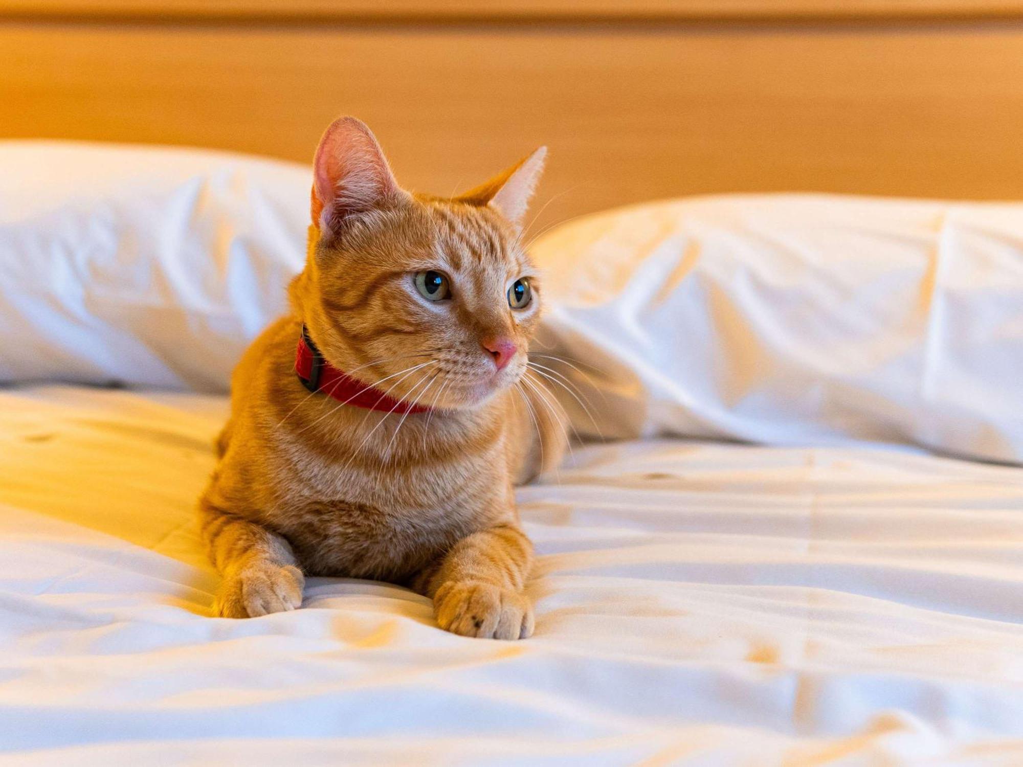 Ibis Novo Hamburgo Hotel ภายนอก รูปภาพ
